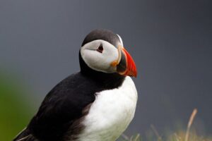 4 Day Mull, Iona and Staffa Puffin Experience from Edinburgh - Day 1: Loch Lomond Village Views, Inveraray Lunch, and the Dunadd Fort Story