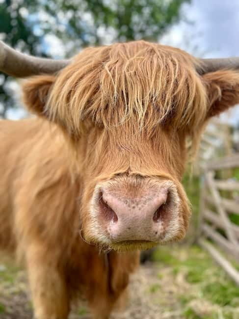 Edinburgh: Highland Cow, Blackness Castle, and Cake Tour - Scottish Cake and Tea Break: What You Actually Eat Matters Here