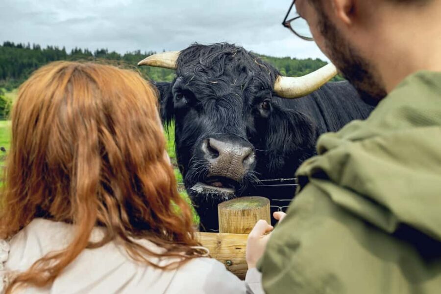 Edinburgh to Scottish Highlands: Whisky, Views & Hairy Coos - Loch Katrine: the calm loch stop you’ll actually enjoy