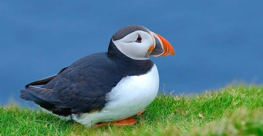 From Edinburgh: 6-Day Shetland & Nothernmost Explorer - Price and what you actually get for about $67