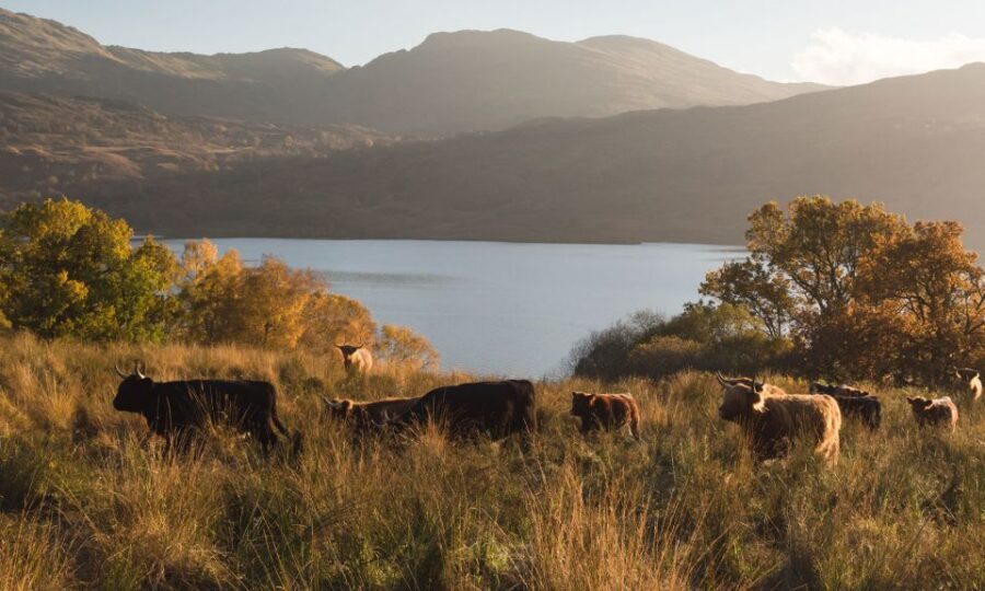 From Edinburgh: Glasgow & Scottish lakes Spanish Tour - Who this tour fits best (and who should skip it)