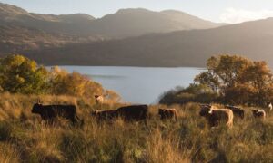 Glasgow and Scottish Lakes Tour in Italian - Loch Katrine: the walk that slows you down