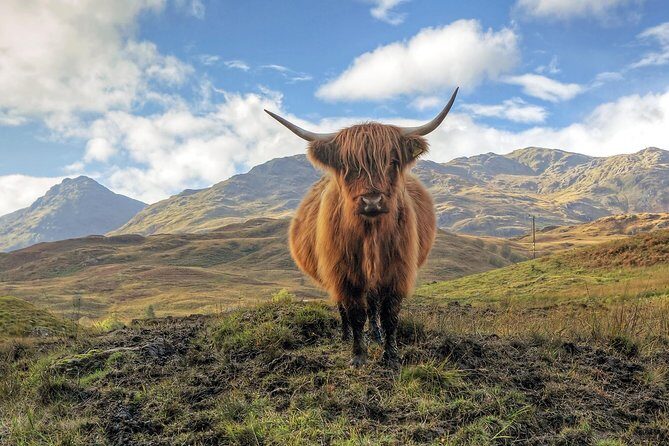 Loch Ness, Glencoe & the Highlands Guided Day Tour from Edinburgh - Urquhart Castle area and Loch Ness: choosing your own Nessie style