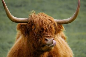 Private Luxury Tour of Loch Lomond, Glencoe & The Highlands - Stirling’s castles and the William Wallace moment