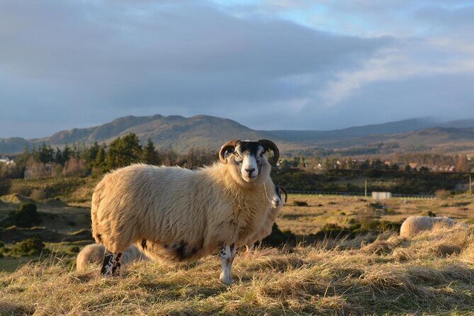 Ricky's gateway to the Highlands Tour - Key highlights you’ll actually feel on the day
