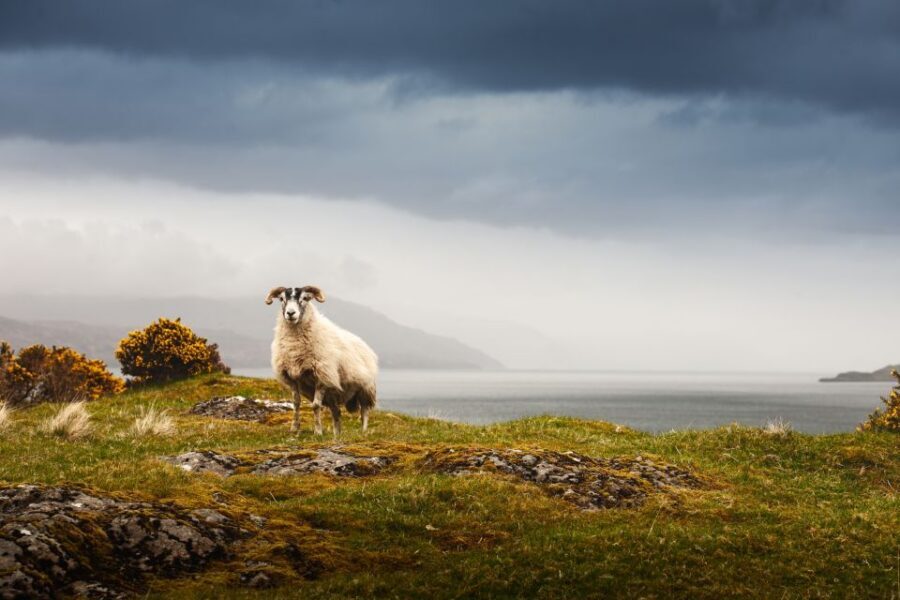 Scotland: West Highlands, Mull and Iona 4-Day Tour - Key things I’d watch for on this West Highlands trip